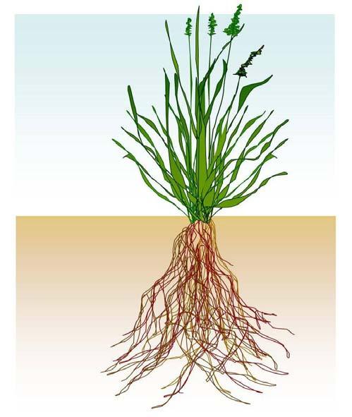 Median soil ph - Agrostis scabra ph=3.81 (Soil adj ) ph=3.89 (Soil root ) ph=3.88 (Soil adj ) ph=3.92 (Soil root ) ph=4.