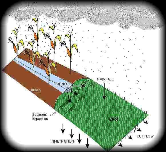 Vegetative Filter Strips Reduces Surface Runoff Increases Infiltration of Runoff and
