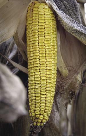 Science & Global Issues/Biology genetics In the late 1990s, a few countries, including the United States and Brazil, began allowing farmers to grow genetically modified crops.