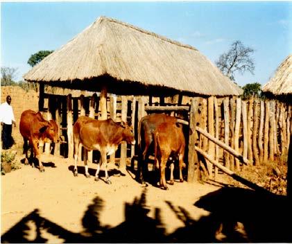 Before receiving animals, farmers are obliged to put up a good housing structure to protect the animals from the sun, rain and wild animals.