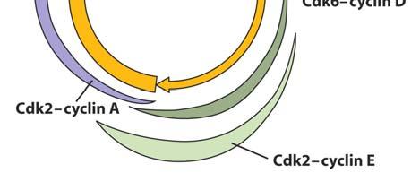Name Page 8 of 11 Question 8 (16 points). The cell cycle diagram below shows the cyclin-cdk complexes that are essential for progression through various stages of the cell cycle.