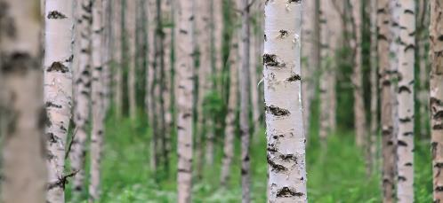 Harvesting of small-sized wood improves the forest growth and provides high-quality fuel.