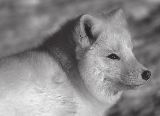 9 (6 marks) 4 (b) Arctic foxes live in a very cold environment. Arctic foxes have small ears.