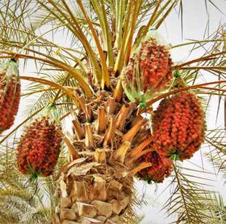 ICBA Positioning Statement What ICBA has achieved ICBA has been working on long-term effects on fruit quality and quantity in date palm irrigated with saline water.