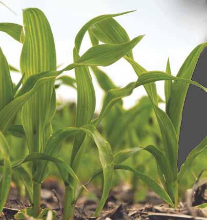 Corn Hybrids Corn Hybrids Monsanto Company is a member of Excellence Through Stewardship ETS).