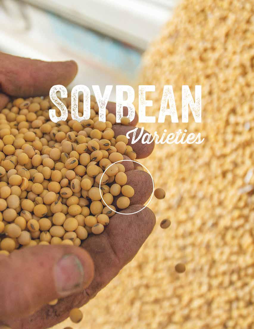 LibertyLink Soybeans Seed that promises high yields is one thing.