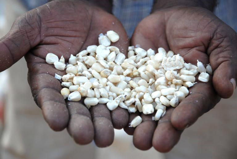 Technology we are Scaling: Seeds 200+ unique CIMMYT-derived, elite, drought-tolerant maize varieties in sub-saharan Africa