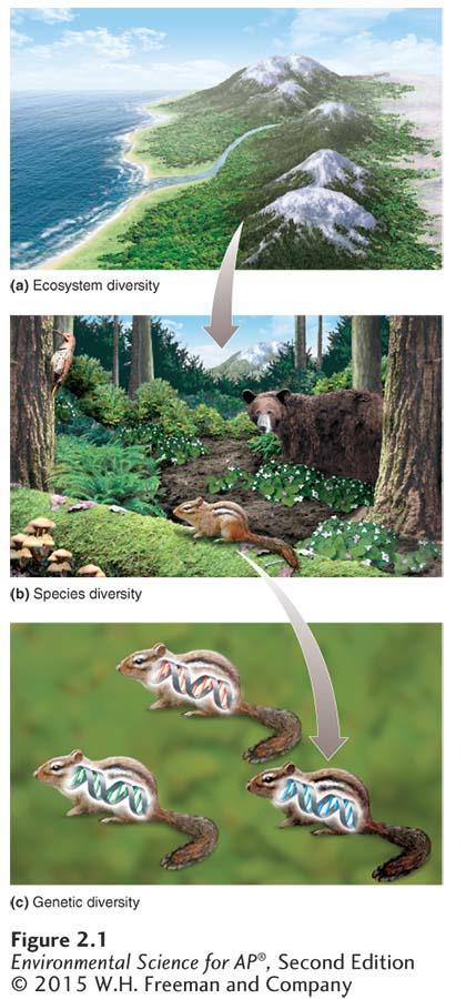 Biodiversity Levels of biodiversity. Biodiversity exists at three scales. (a) Ecosystem diversity is the variety of ecosystems within a region.