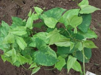 Kg Pests and diseases are major factors for reduced yield and