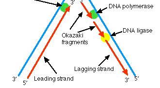 Leading and Lagging strands The double helix consists of two antiparallel DNA strands with complementary 5 to 3