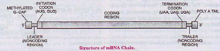 TYPES OF RNA Messenger RNA [mrna ]: Forms 5% of total RNA.