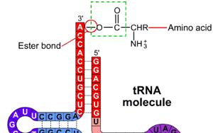 Transfer RNA [trna]: forms 15% of total RNA Smallest of