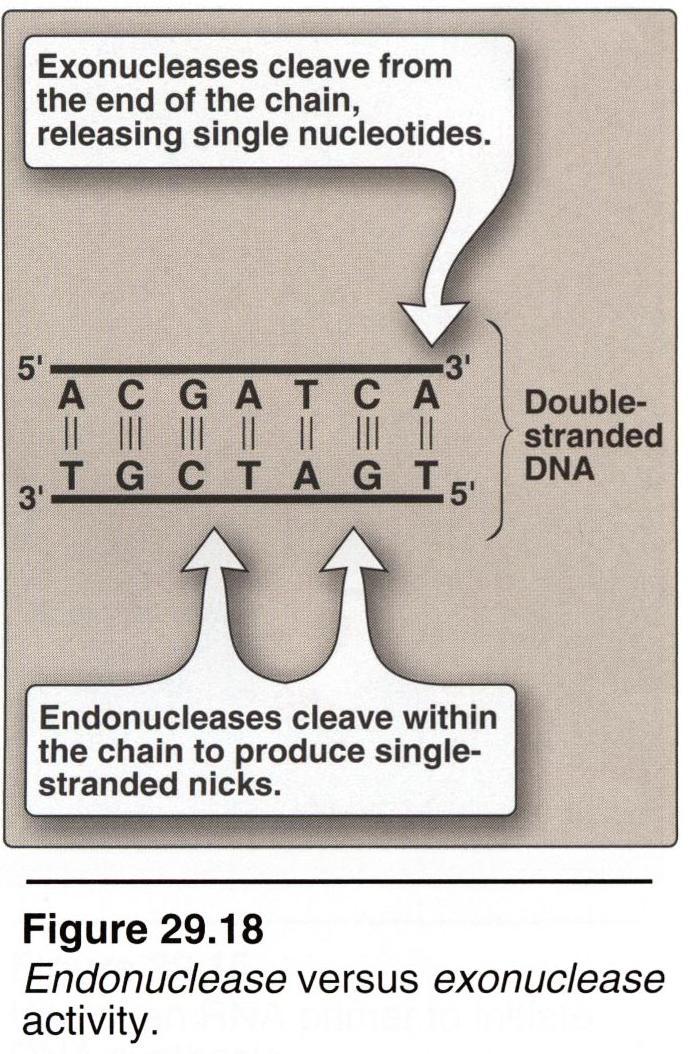 Endonucleases