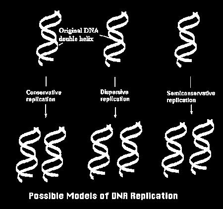 DNA Replication DNA is a double-helical molecule Watson and Crick Predicted Semi-conservative Replication of DNA The mechanism: Strand separation, followed by copying of each strand.