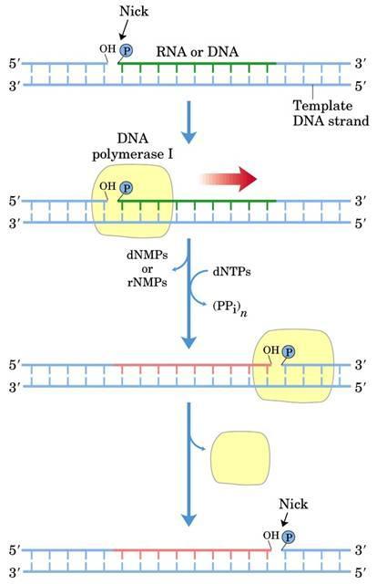 Polymerase I has a 5` 3` exonuclease activity in order to remove the RNA primer.