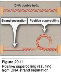 Supercoiling During