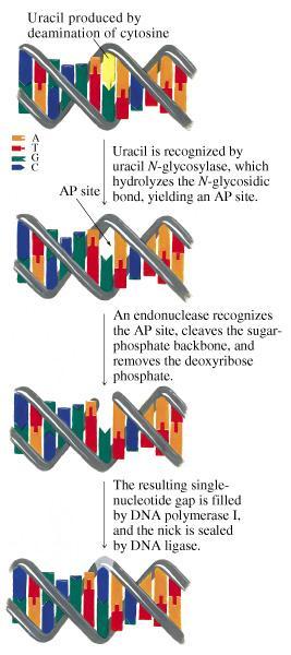 Repair of damage resulting from the deamination of cytosine Deamination of cytosine to uracil is one of most common forms of DNA damage DNA glycosylases cleave bases
