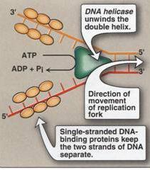 Initiation Once the strands are separated, a protein called single strand binding protein (SSB protein) will bind to each strand preventing their refolding into a double helical form.