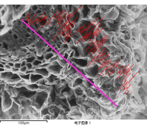 Led distriution in stem In the trnssection of the stem there were five tissues including from outside the periderm,, cmium, nd pith (Figure 5, nd c).