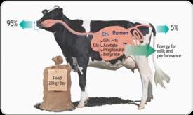 DNP: Clean cow: Feed additive increases milk production and reduces