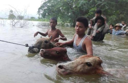 According to figures from MoLFRD, in Bago Region only fifteen pigs were registered killed due to the flood. Further verification is ongoing.