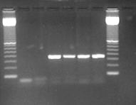 Starting from few target DNA molecules, we can obtain many copies of a DNA
