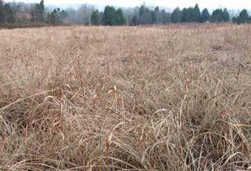If hayed in late May and again in late June or early July, eastern gamagrass and switchgrass could be hayed twice during the growing season and likely produce enough winter cover for birds, but