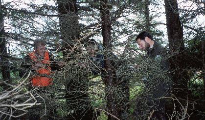 33 (L-R)Department of Forest Resources and Agrifoods Conservation Officers Colin Cheater, Con Finley and Ecosystems Manager Bill Clarke measure 47- year-old Sitka spruce trees in the Lewis plots at