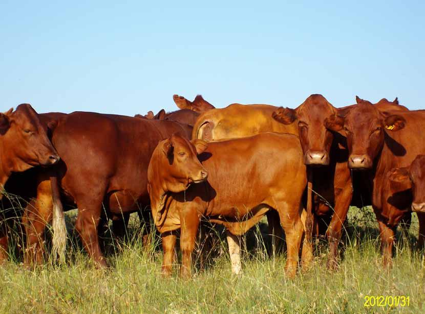 - The BLUP method makes it possible to distinguish direct effects from maternal effects on traits where the mother has a direct impact on the performance of her calf, such as birth weight and weaning