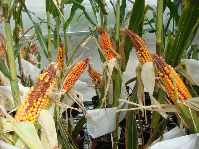 Disease project- achievements to date Several AFP combinations have produced enhanced disease resistance against the 2 major pathogens of corn in