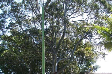 2. Test results Tree 1 PICUS test conducted by: Paul Vezgoff Test Height at sensor 1: 600mm Tree Circumference: 3070mm Botanical Name: Sydney Blue Gum (Eucalyptus saligna) Location: 3 Kalgoa Road