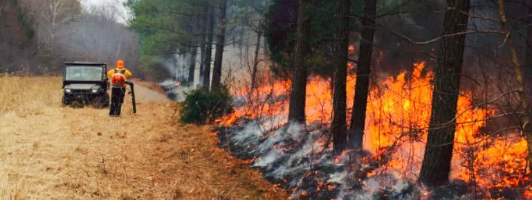 Crossroads Missouri and Iowa Provide nesting and brood-rearing habitat in the Missouri/Iowa Oaks of Missouri and Shawnee National Forest in Illinois Timber stand improvement, prescribed fire, and