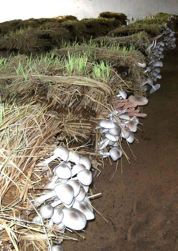STRAW MUSHROOM Excellent flavour Short cropping cycle Outdoor