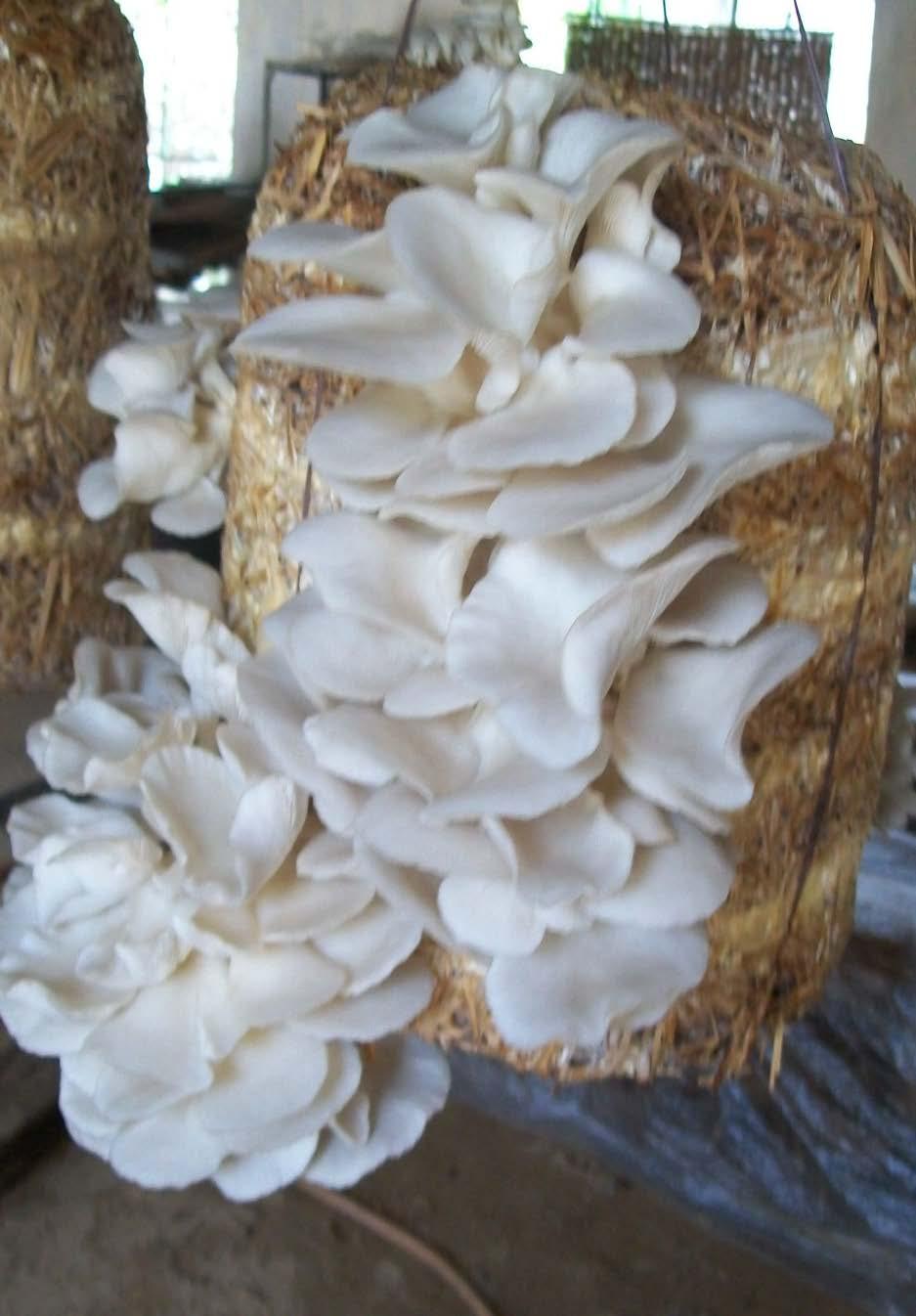 OYSTER MUSHROOM Wide choice of varieties and agricultural wastes Less prone to diseases and competitor