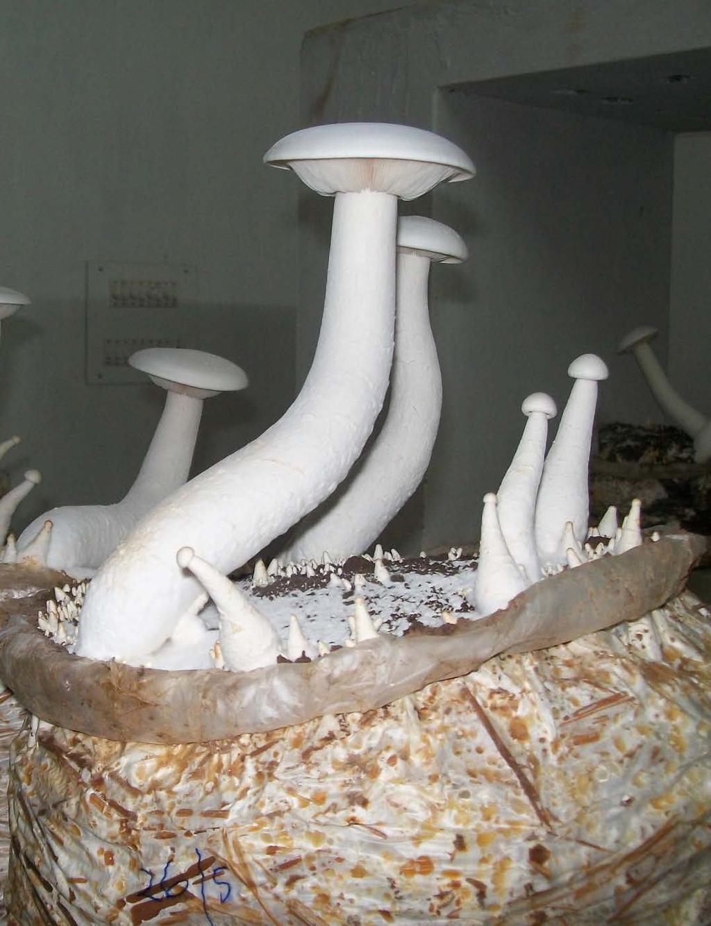 MILKY MUSHROOM Attractive white mushroom with excellent keeping quality Wide