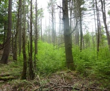 Hemlock X X In 2012, the adelgid treatment plots did not contain flying squirrels, but did contain woodland jumping mice,