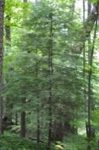 Unfortunately, eastern hemlock abundance is declining within its range (New England-Southern Appalachia) from the effects of the invasive sap-sucking insect, the hemlock woolly adelgid.