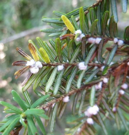 Understanding the relationship between eastern hemlocks, woolly adelgid, and small mammals can help forest managers conserve eastern hemlock stands and predict forest