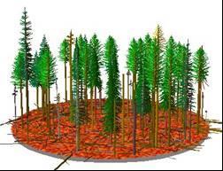 Graphic simulations showing what vegetation prescriptions would look in about 5 to