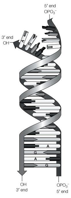 8 Q13 (1 point) Refer to the following diagram of DNA complementary base pairing below. Write the four bases of the DNA strand that would pair with the exposed 3 end strand?