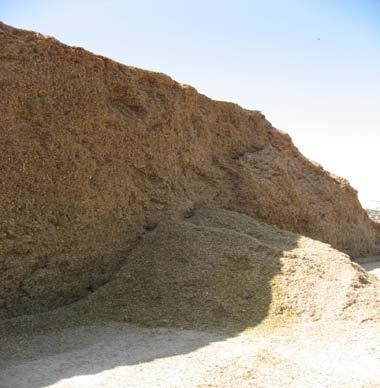 There should be little to no silage left at the base of the face after feeding is done for the day (Figure 9). Silage should not be removed prior to the time of feeding.