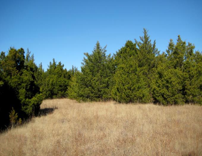 Millions of acres of redcedar encroachment in Oklahoma (OSU E-947) Expansion of woody plants in SGP is 5-