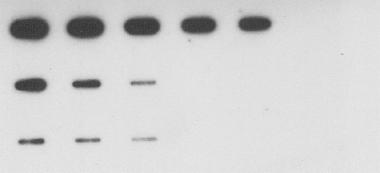 5 ng 2 l of viral DNA was extracted and loaded