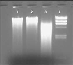 Approximately 1 µg of isolated DNA was loaded on a 1.2% agarose gel (0.5X TAE). Lane 1: 0.16g apple stem; Lane 2: 0.45g red bell pepper seeds; Lane 3: 0.45g pelargonium root; Lane 4: 0.
