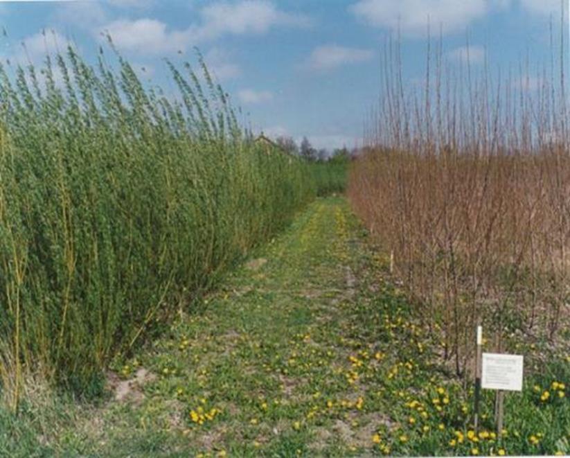 Perennial biomass crops - Woody crops: Short