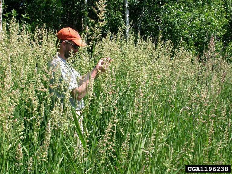 0 C3 Perennial Reed Canary Grass (Phalaris arundinacea) 6.3 Perennial Phragmites (Phragmites communis) 7.5 Annual Wheat straw 11.1 Source: Samson and Mehdi, 1998 1.