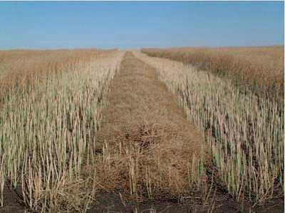 Switchgrass Reed Canary grass Miscanthus