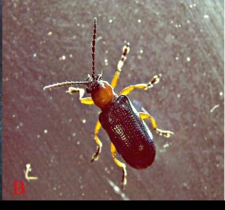 Box 656, Conrad, MT 59425 In Montana, cereal leaf beetle, Oulema melanopus (Coleoptera: Chrysomelidae) has been considered as an economic pest of spring seed cereal crops such as in wheat, barley and