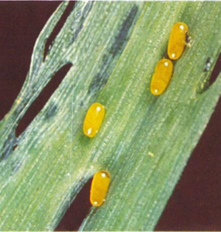 Plowing and disking of fields is damaging to parasitoid pupae, although some areas have successfully maintained established populations in spite of cultivation.
