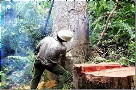 While 71% of deforestation is taking place within designated forest area, the